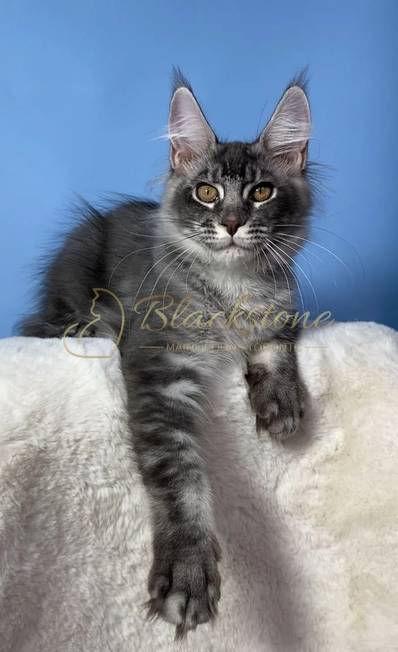 eZy Watermark_28-11-2025_07-33-10-1250PM.JPG