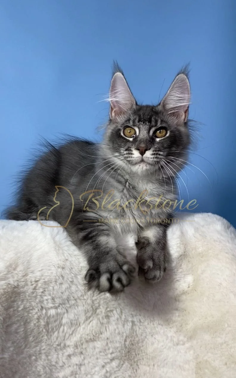 eZy Watermark_28-11-2025_07-33-10-2820PM.JPG