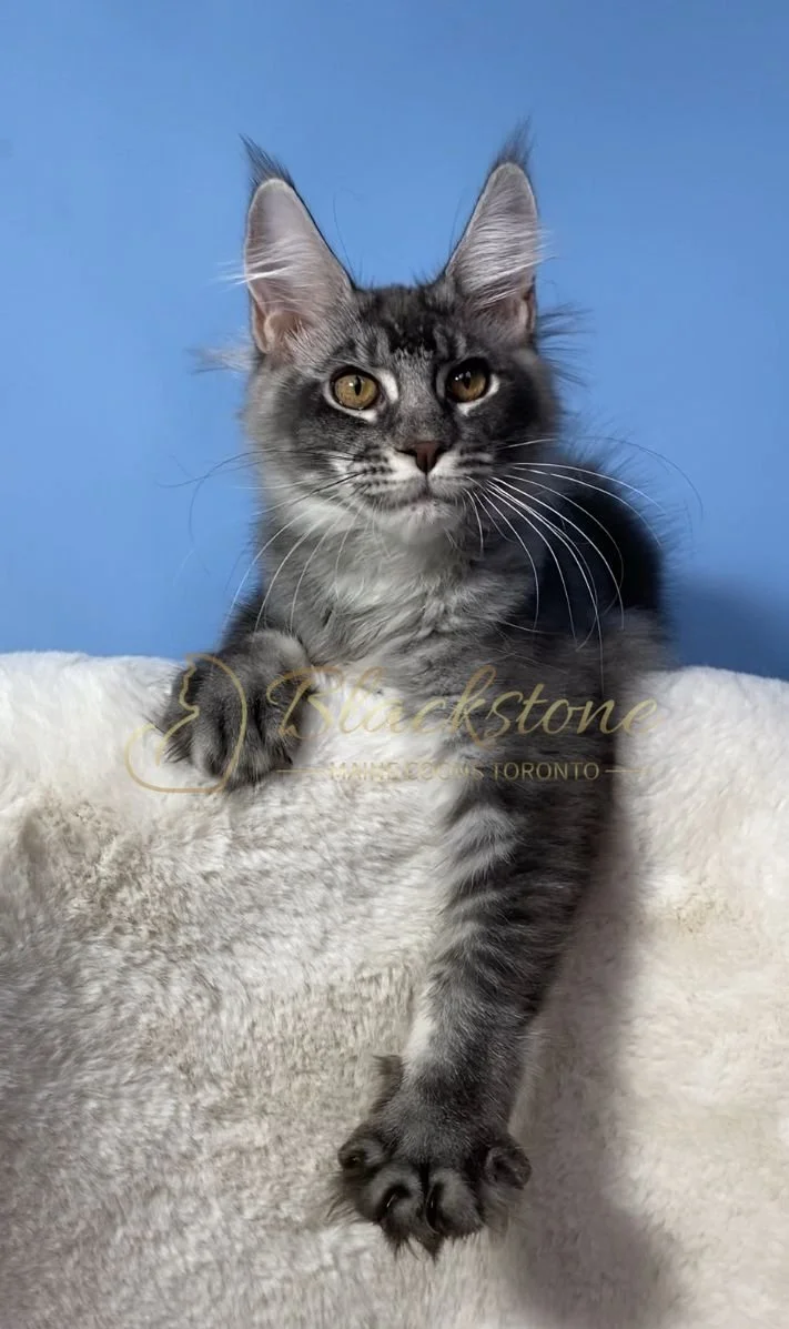 eZy Watermark_28-11-2025_07-33-10-3560PM.JPG