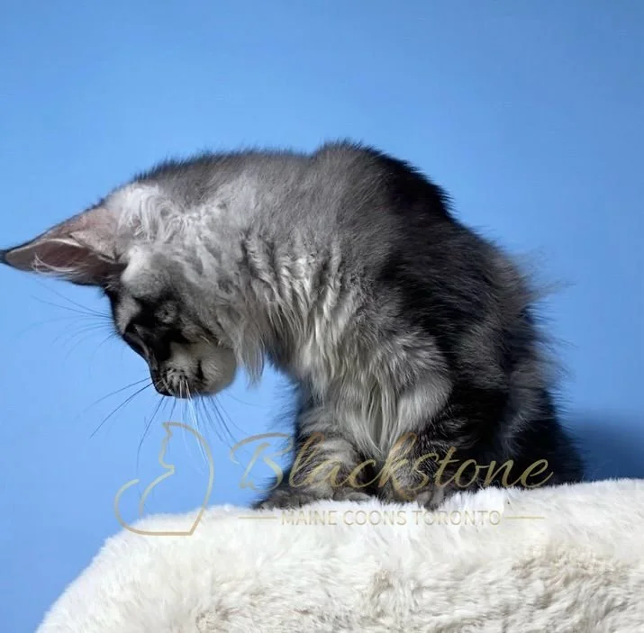 eZy Watermark_28-11-2025_07-33-10-4250PM.JPG