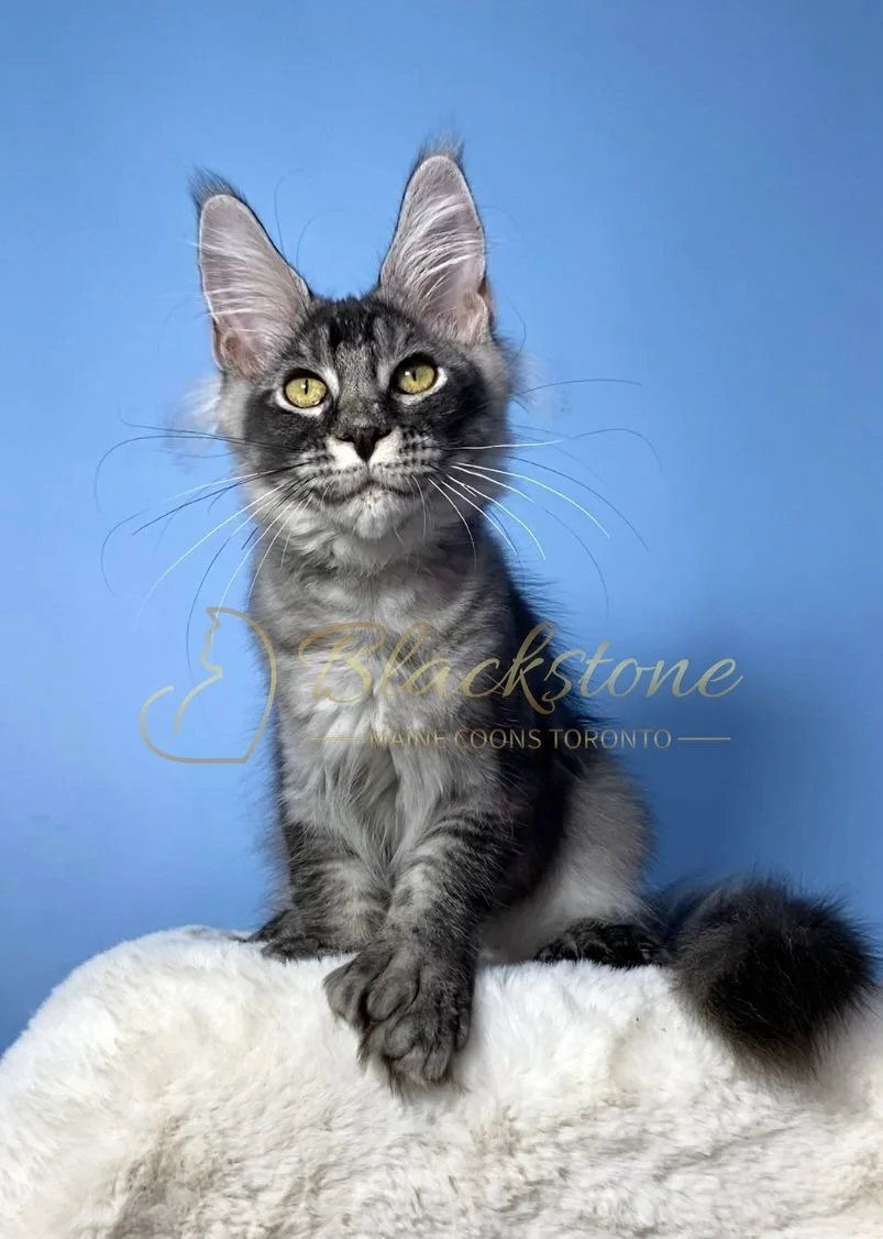 eZy Watermark_28-11-2025_07-33-10-4960PM.JPG