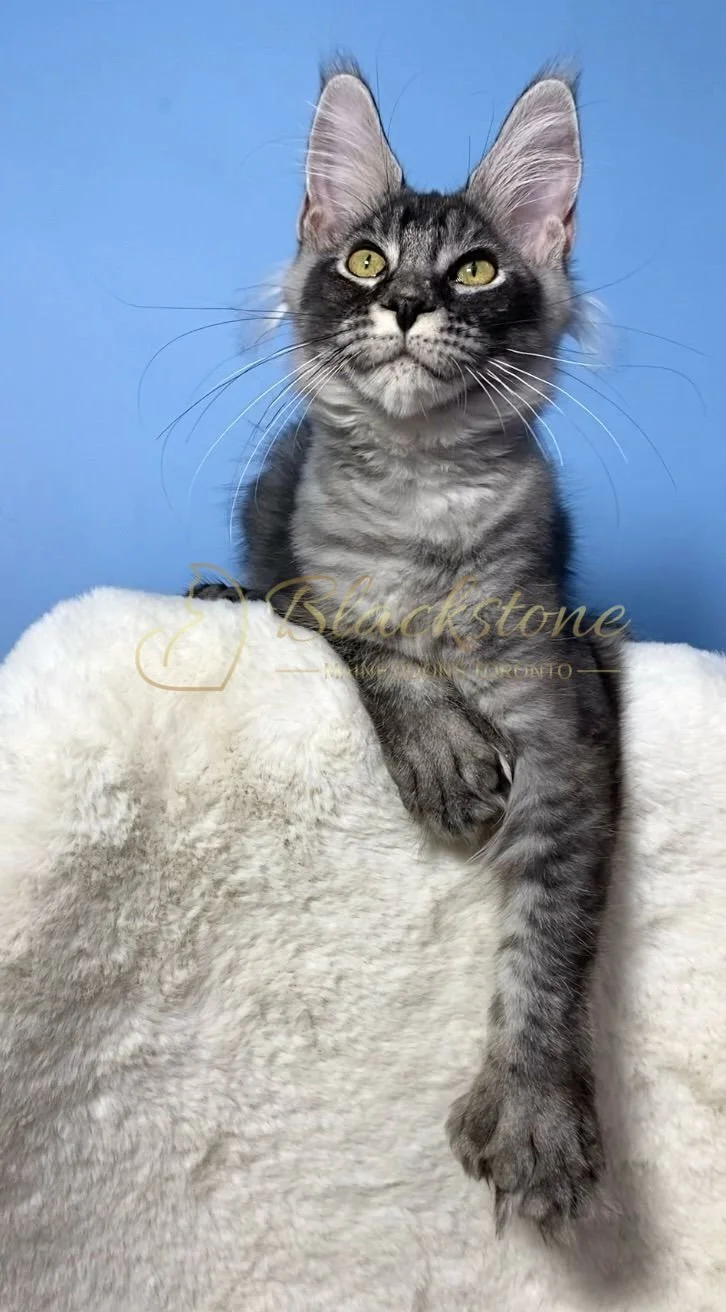 eZy Watermark_28-11-2025_07-33-10-6400PM.JPG