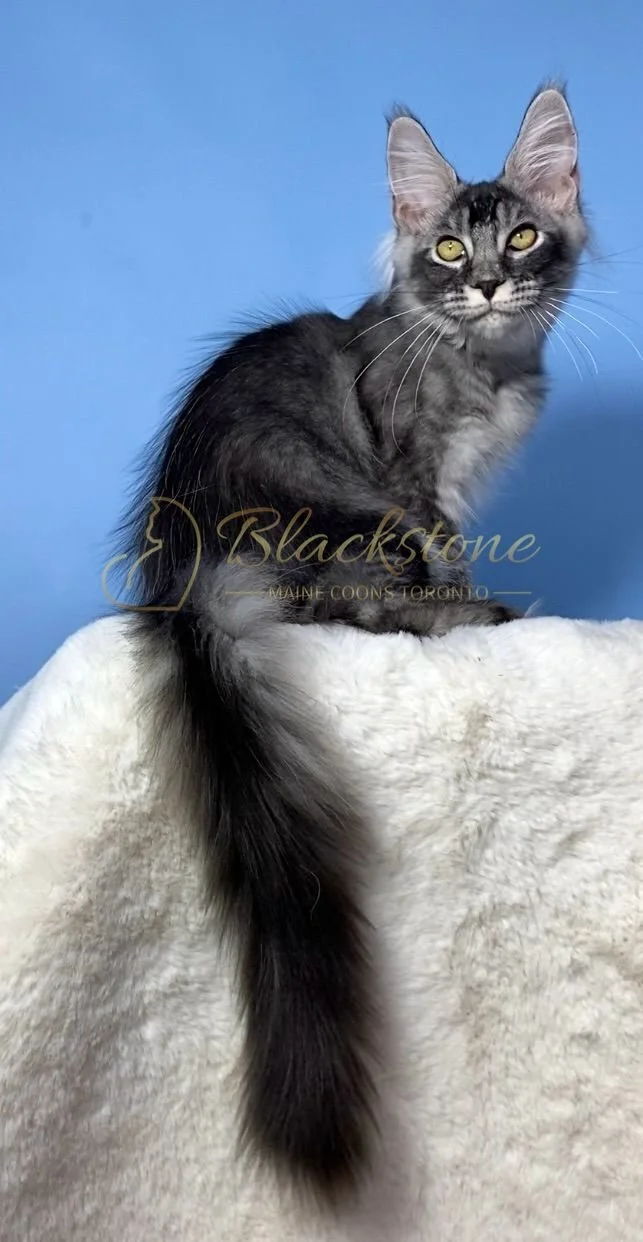 eZy Watermark_28-11-2025_07-33-10-7170PM.JPG