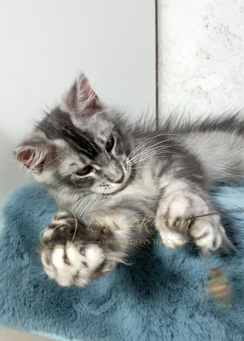 eZy Watermark_26-11-2025_09-11-13-8420PM.JPG