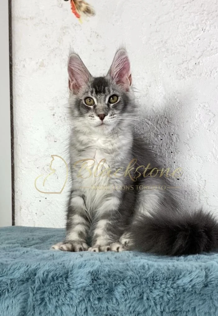 eZy Watermark_26-11-2025_09-11-13-7270PM.JPG