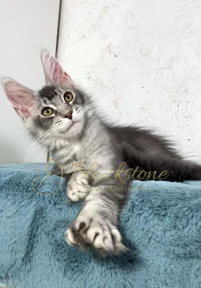 eZy Watermark_26-11-2025_09-11-13-9880PM.JPG