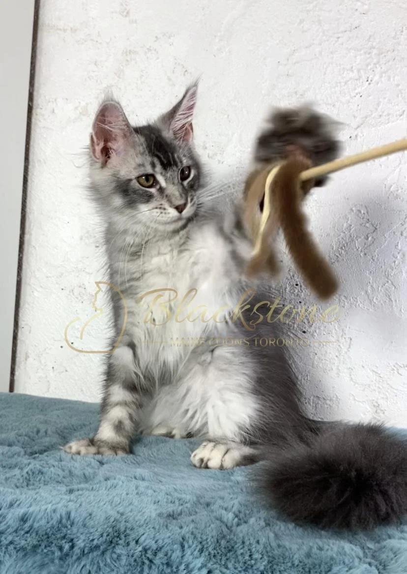 eZy Watermark_26-11-2025_09-11-13-9170PM.JPG