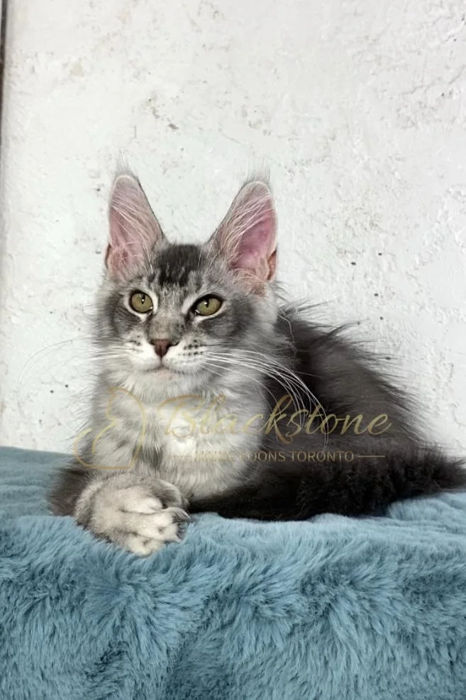 eZy Watermark_26-11-2025_09-11-14-0570PM.JPG