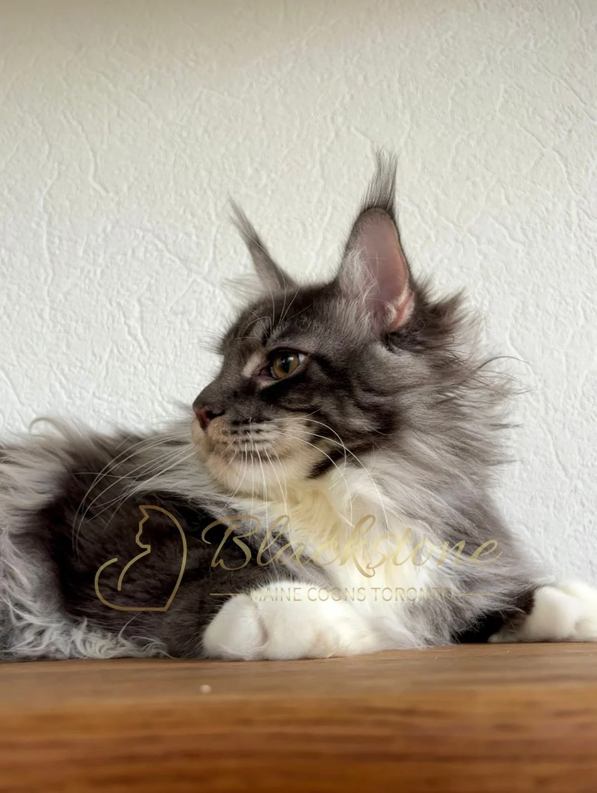 eZy Watermark_21-11-2025_12-14-47-6770PM.JPG