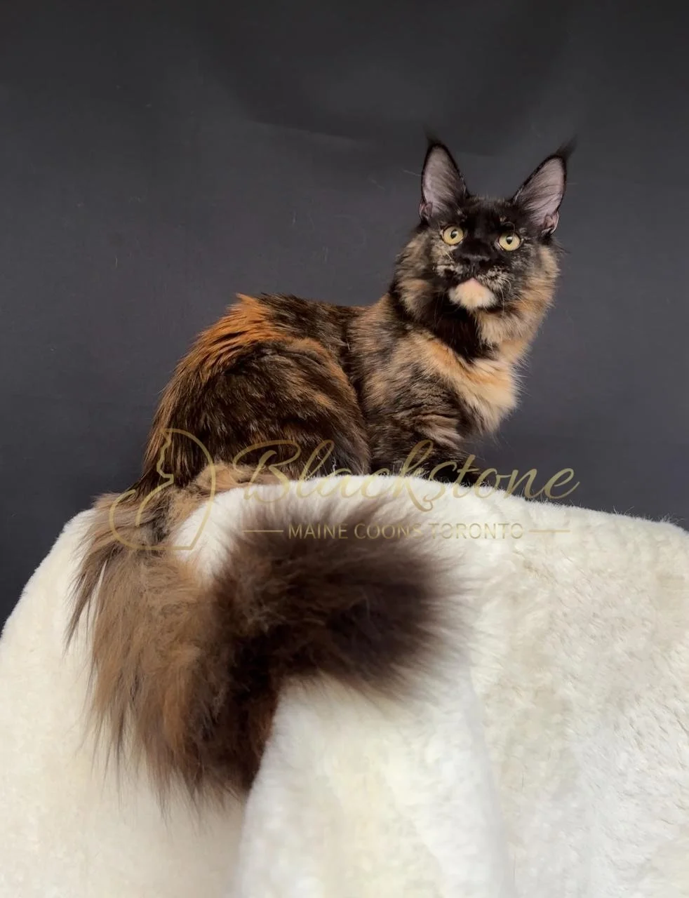 eZy Watermark_28-11-2025_07-33-08-1130PM.JPG