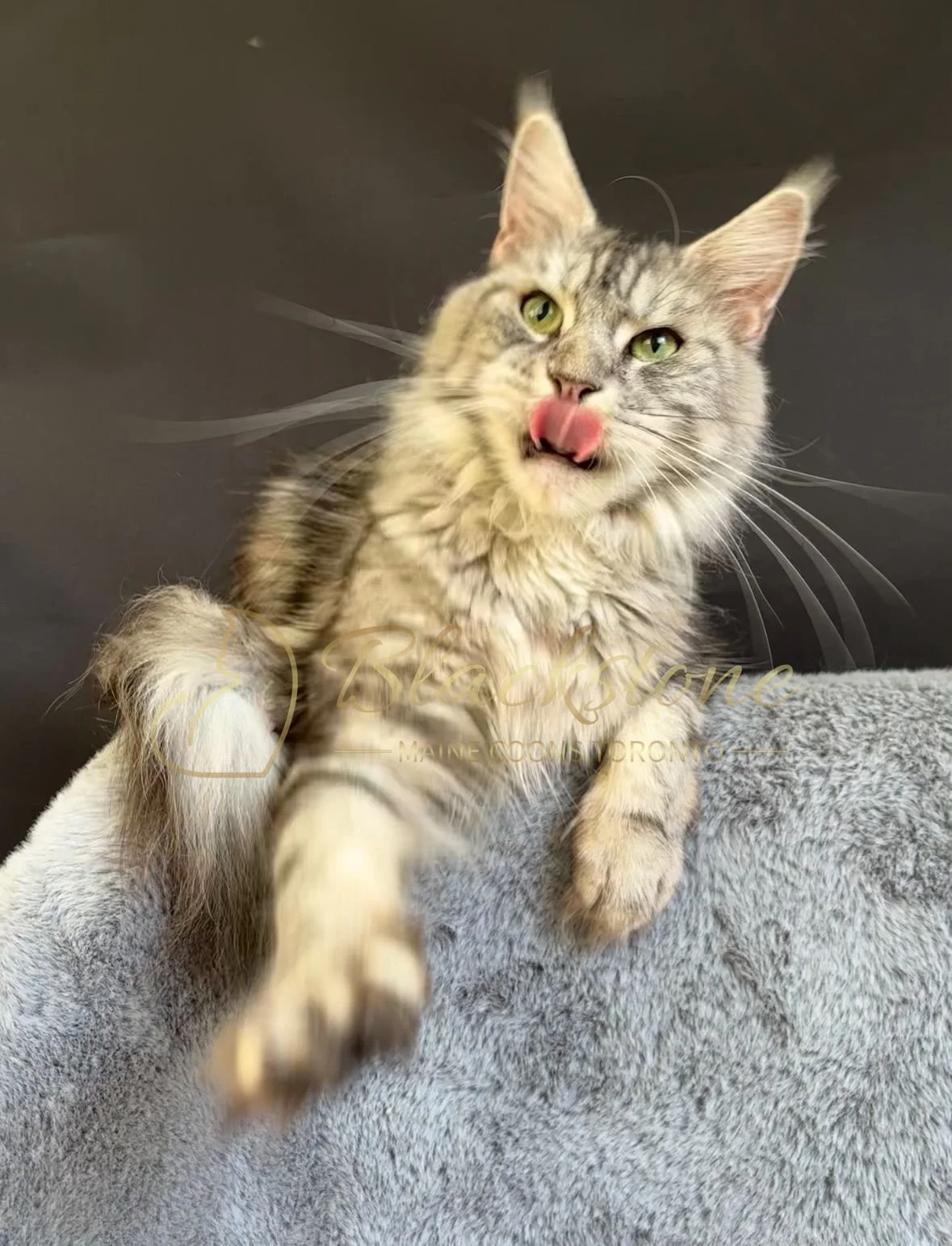 eZy Watermark_28-11-2025_07-33-06-3260PM.JPG