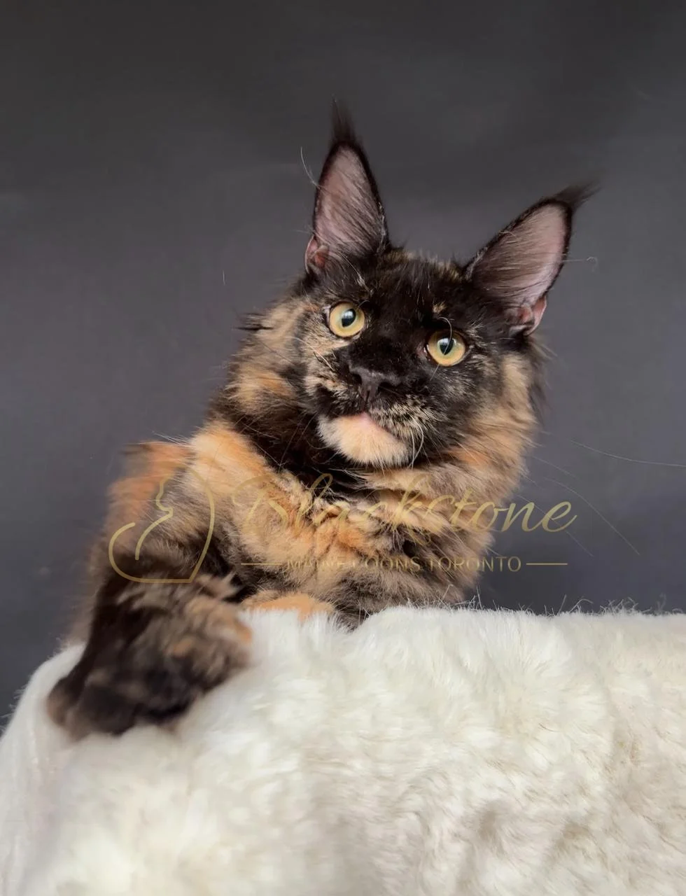 eZy Watermark_28-11-2025_07-33-08-1880PM.JPG