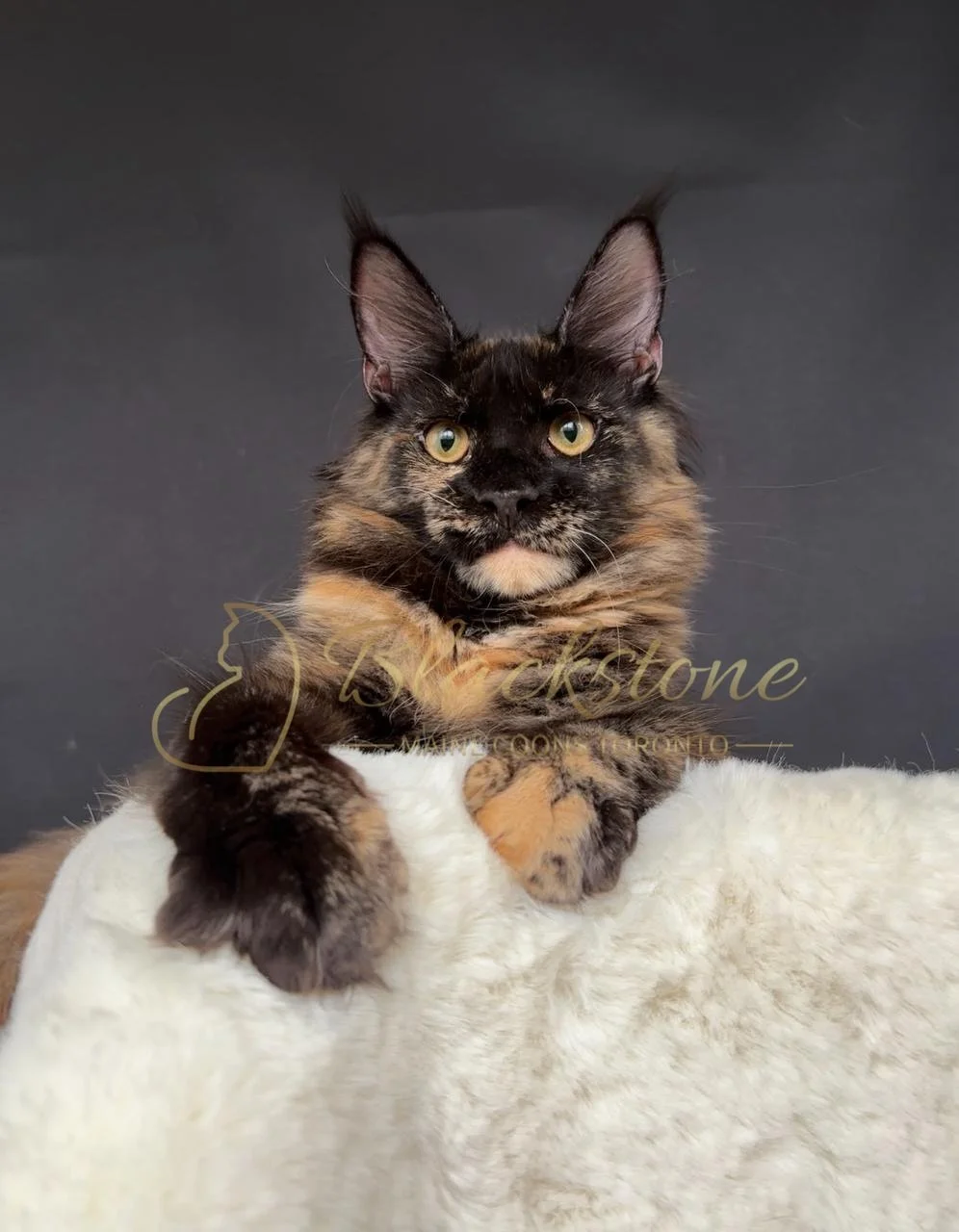 eZy Watermark_28-11-2025_07-33-08-2650PM.JPG