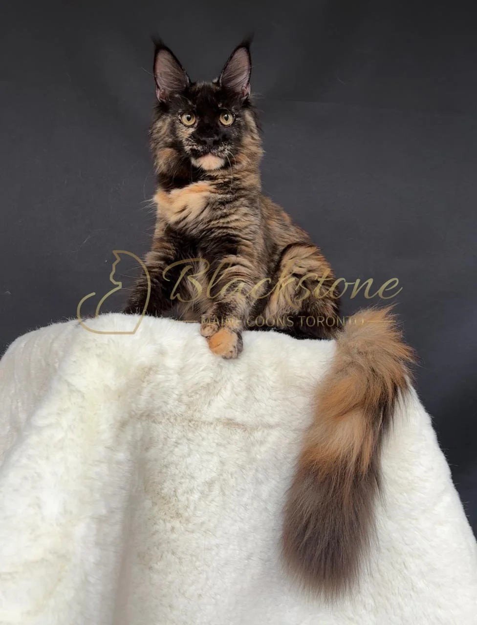 eZy Watermark_28-11-2025_07-33-08-4170PM.JPG