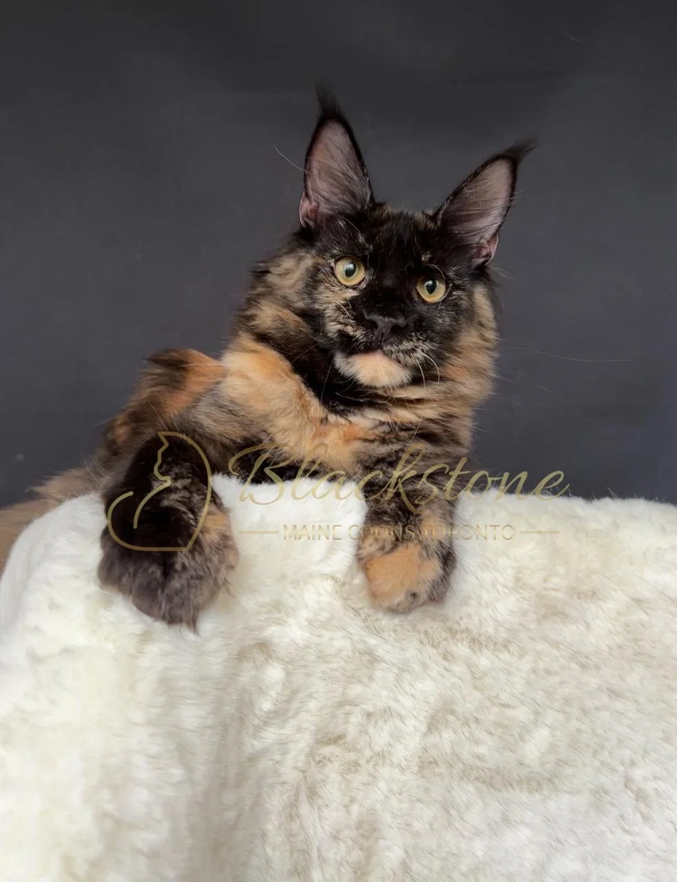 eZy Watermark_28-11-2025_07-33-08-4890PM.JPG