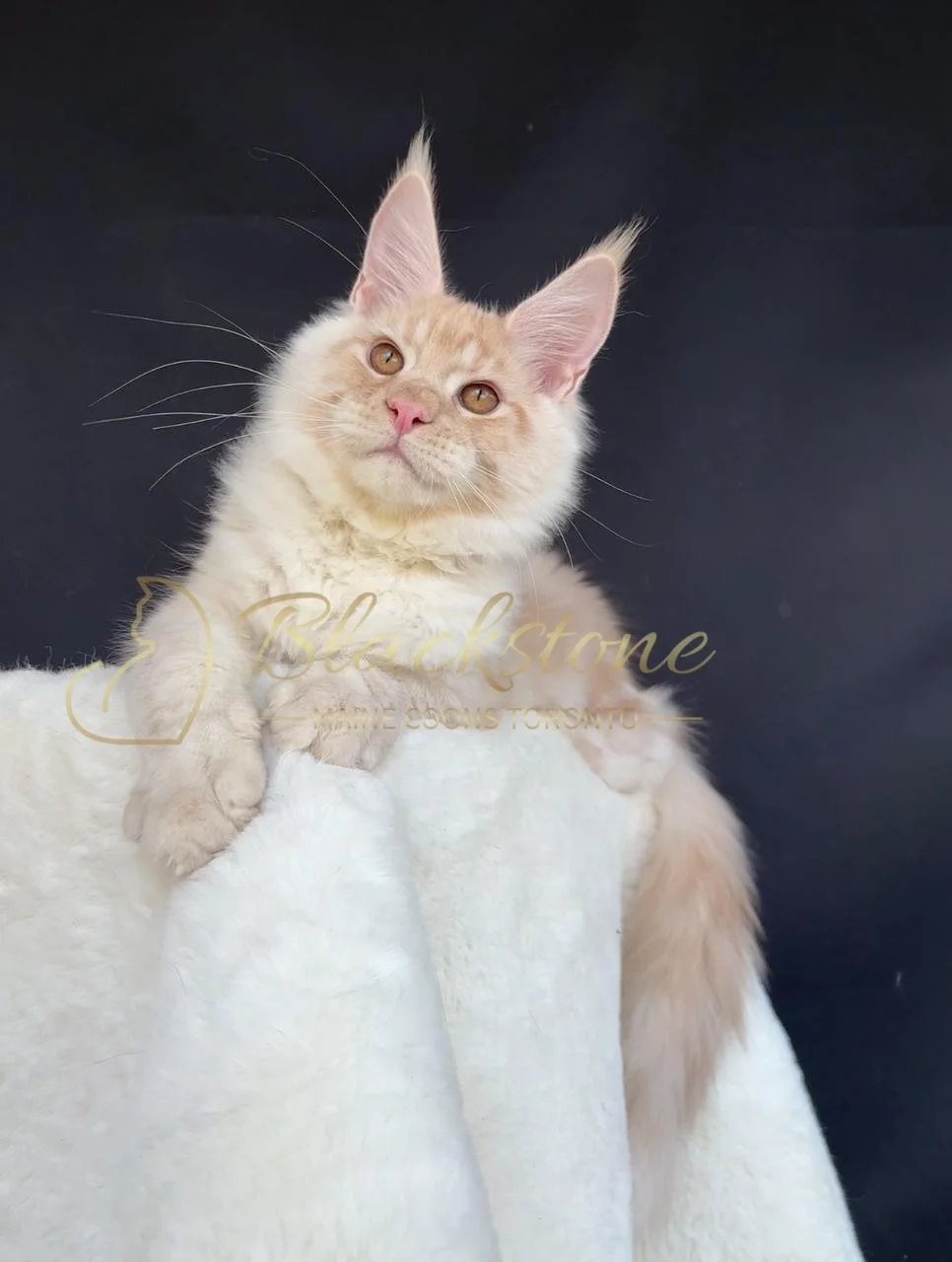 eZy Watermark_28-11-2025_07-33-08-7330PM.JPG