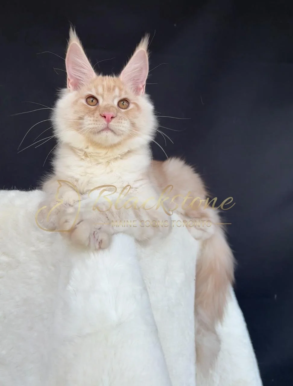 eZy Watermark_28-11-2025_07-33-08-8070PM.JPG