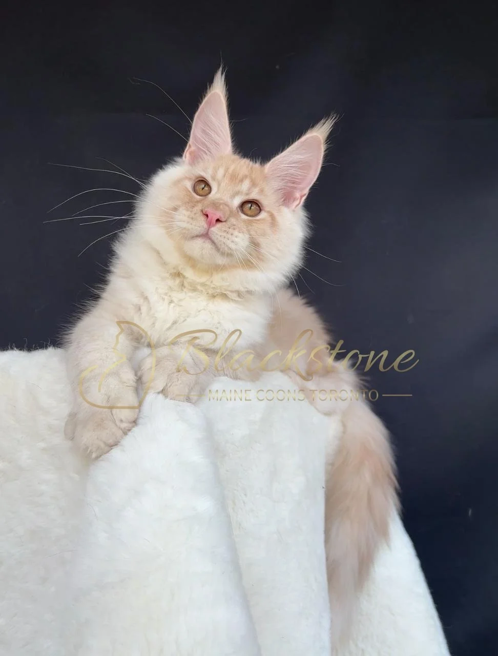 eZy Watermark_28-11-2025_07-33-08-8780PM.JPG