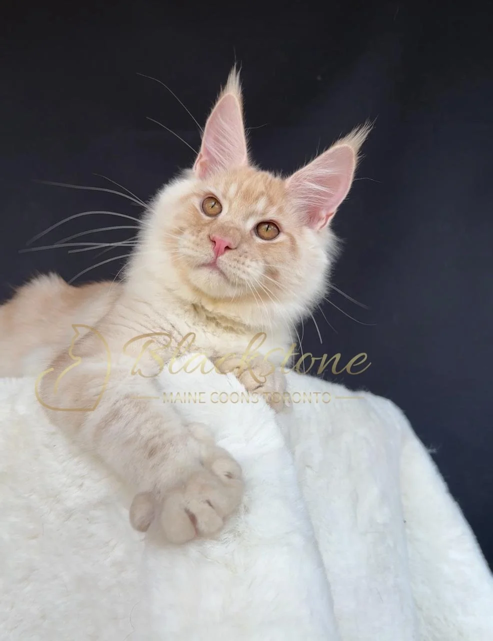 eZy Watermark_28-11-2025_07-33-08-9510PM.JPG