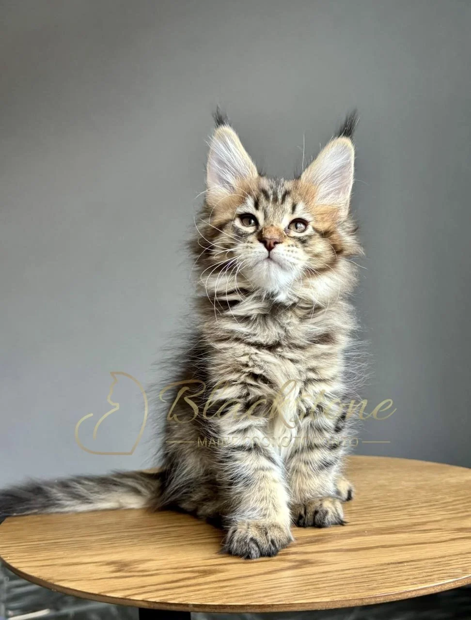 eZy Watermark_07-12-2025_10-08-31-1310PM.JPG