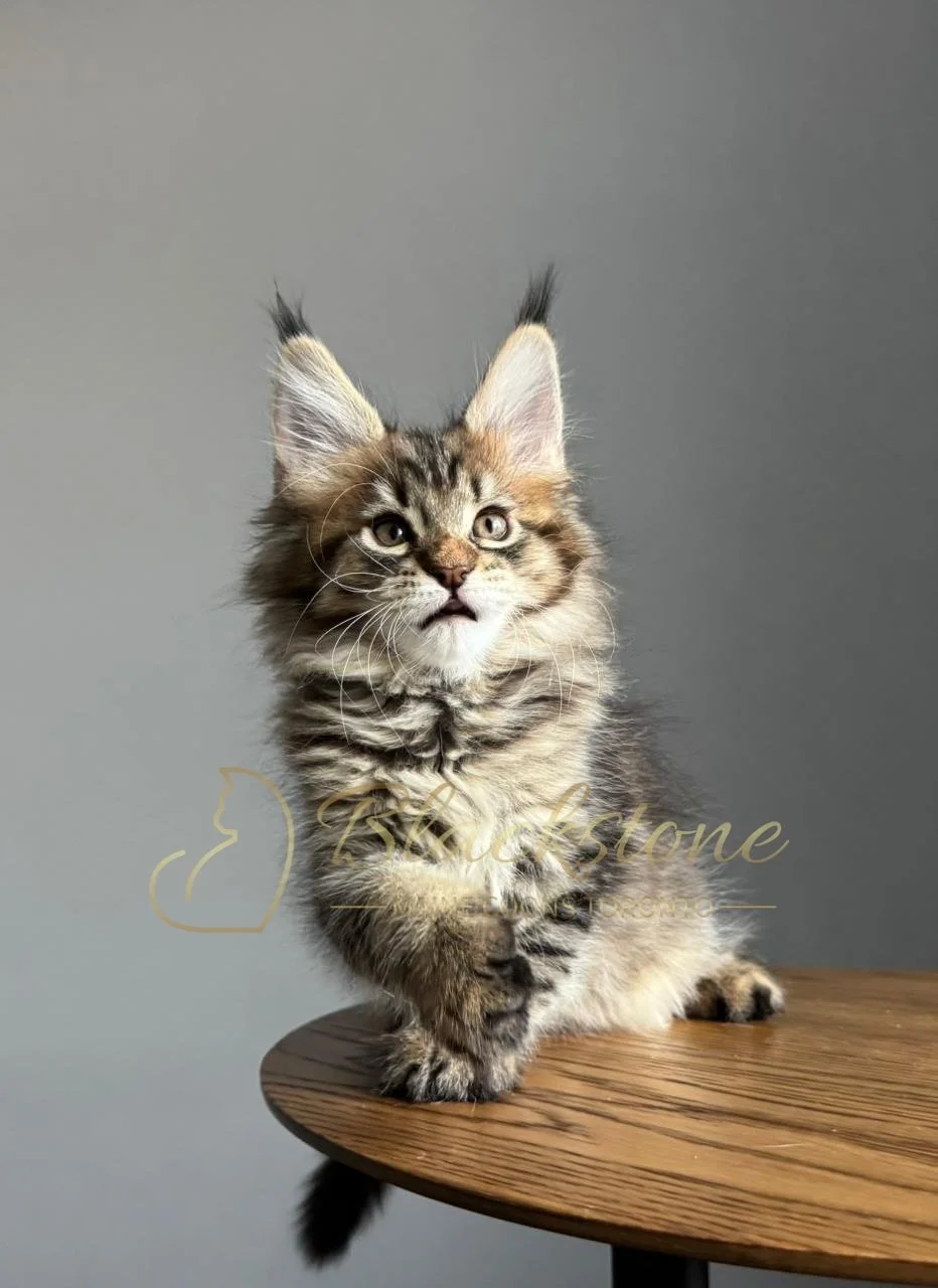 eZy Watermark_07-12-2025_10-08-31-4750PM.JPG