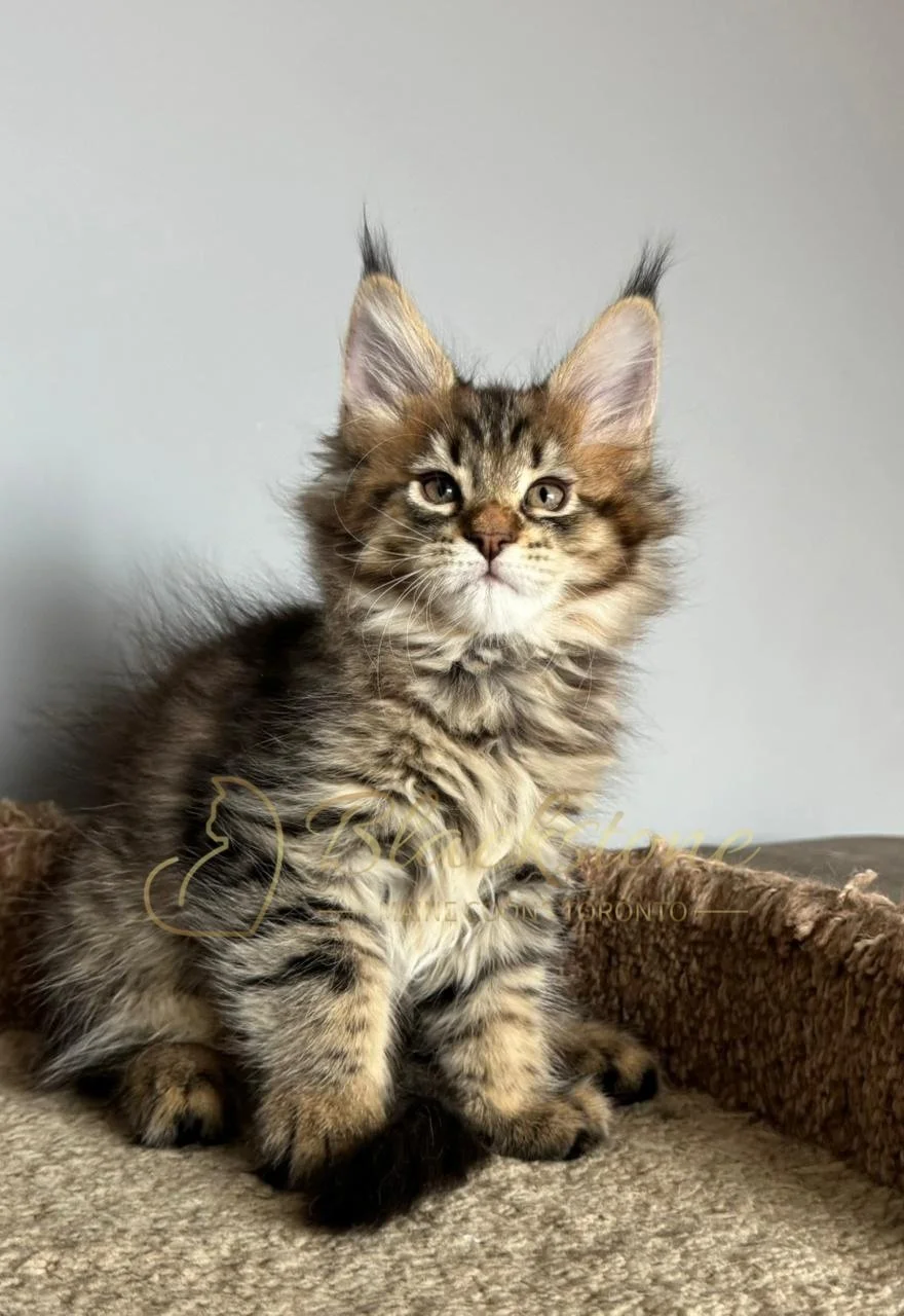 eZy Watermark_07-12-2025_10-08-31-8060PM.JPG