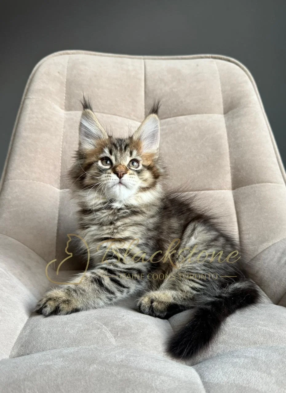 eZy Watermark_07-12-2025_10-08-31-9580PM.JPG