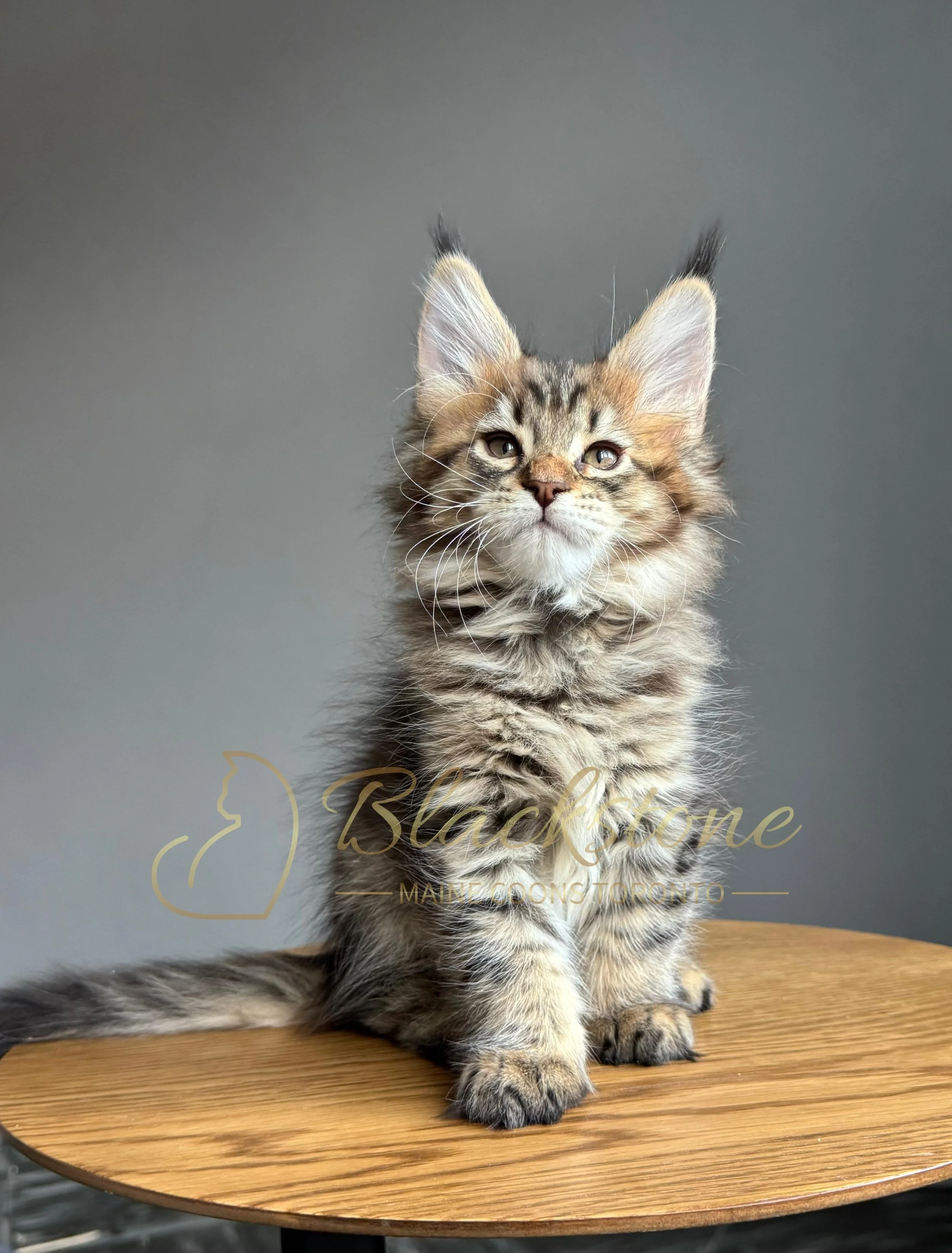 eZy Watermark_07-12-2025_10-08-32-1060PM.JPG