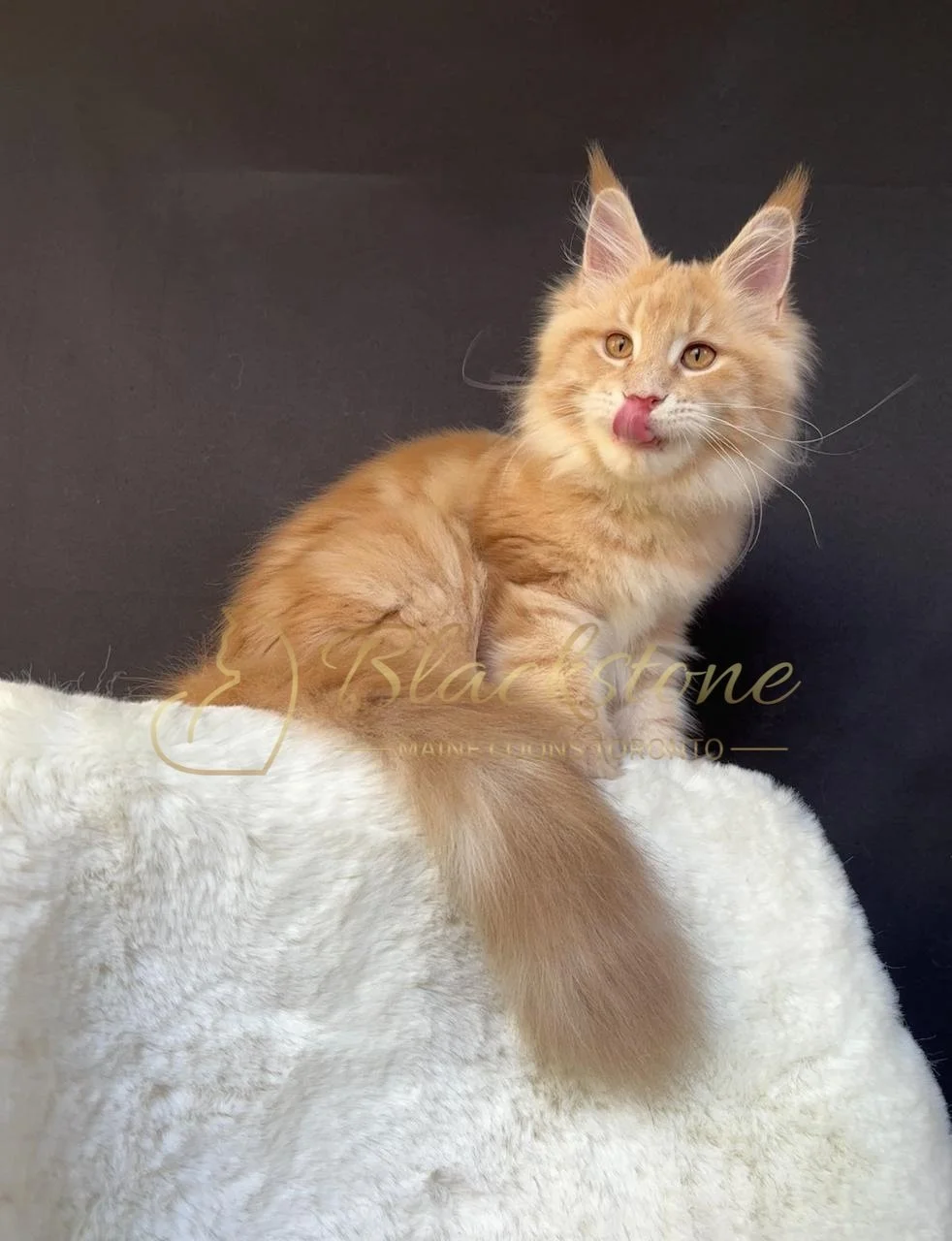 eZy Watermark_08-12-2025_01-58-15-4680PM.JPG