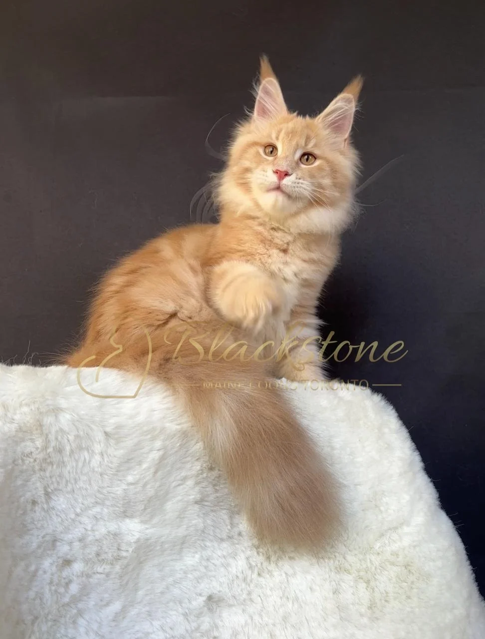 eZy Watermark_08-12-2025_01-58-15-5510PM.JPG