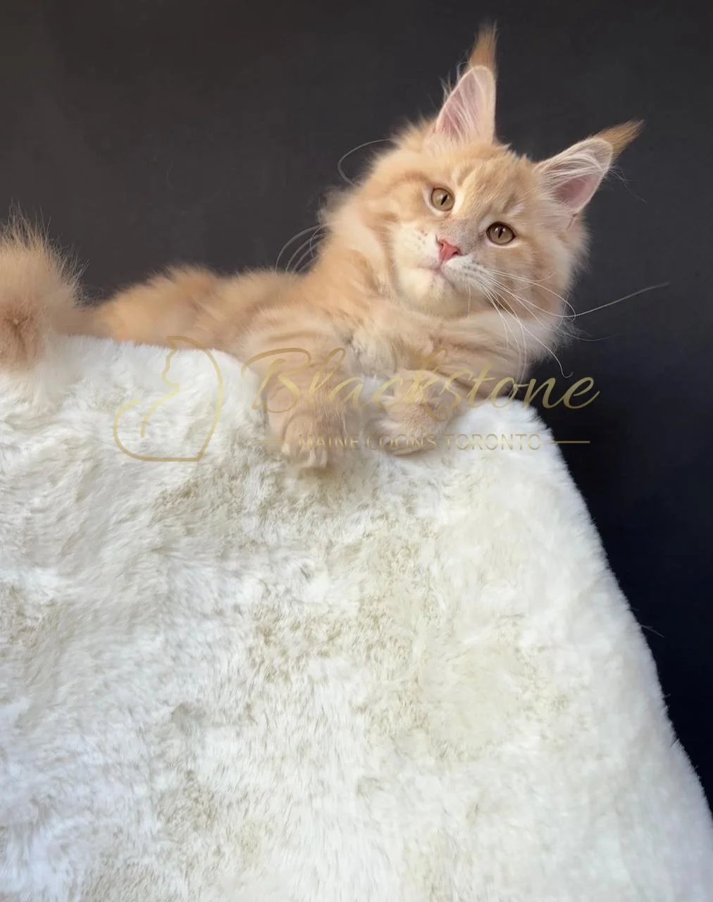 eZy Watermark_08-12-2025_01-58-15-6240PM.JPG