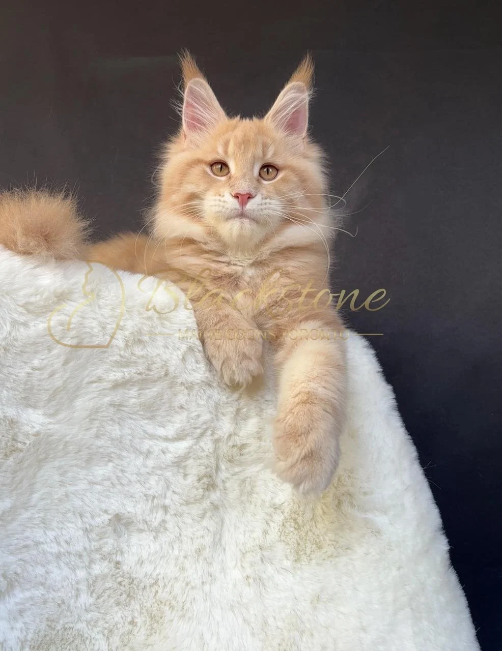 eZy Watermark_08-12-2025_01-58-15-6990PM.JPG