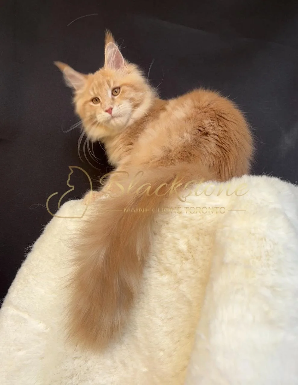 eZy Watermark_08-12-2025_01-58-15-7740PM.JPG