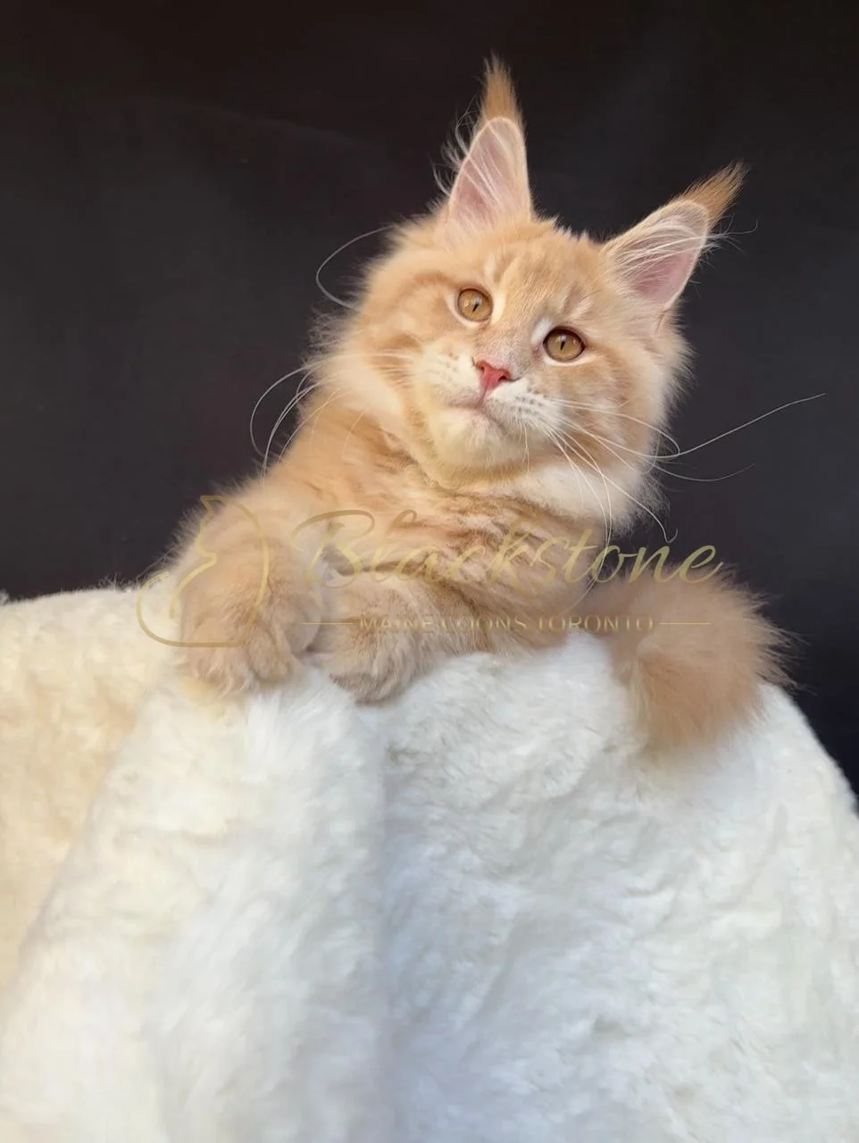 eZy Watermark_08-12-2025_01-58-15-9980PM.JPG