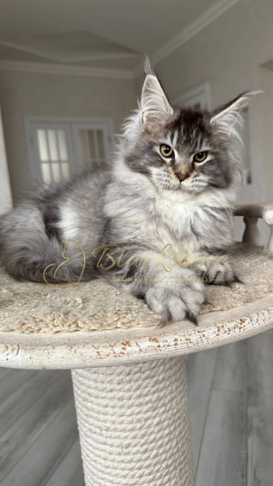 eZy Watermark_08-12-2025_01-58-11-8500PM.JPG