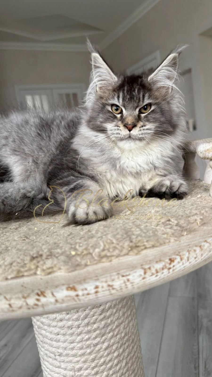 eZy Watermark_08-12-2025_01-58-11-7020PM.JPG