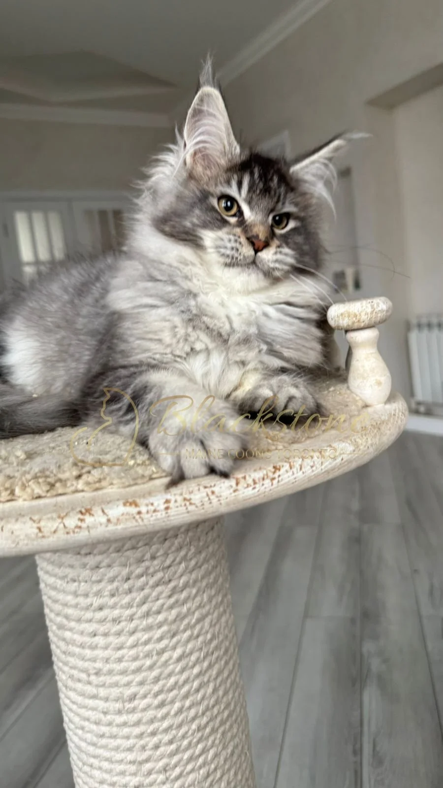 eZy Watermark_08-12-2025_01-58-11-9340PM.JPG