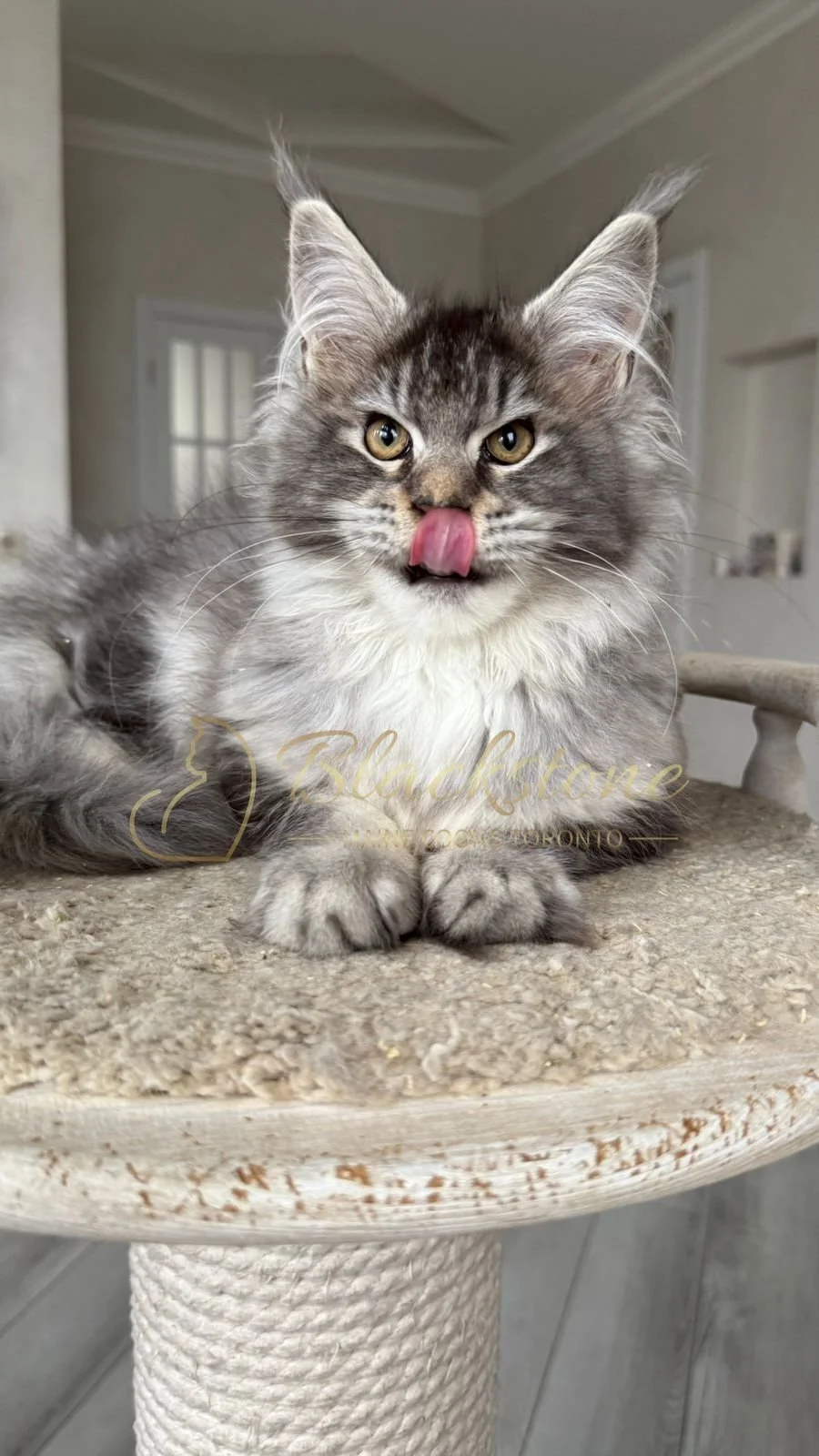 eZy Watermark_08-12-2025_01-58-12-0130PM.JPG