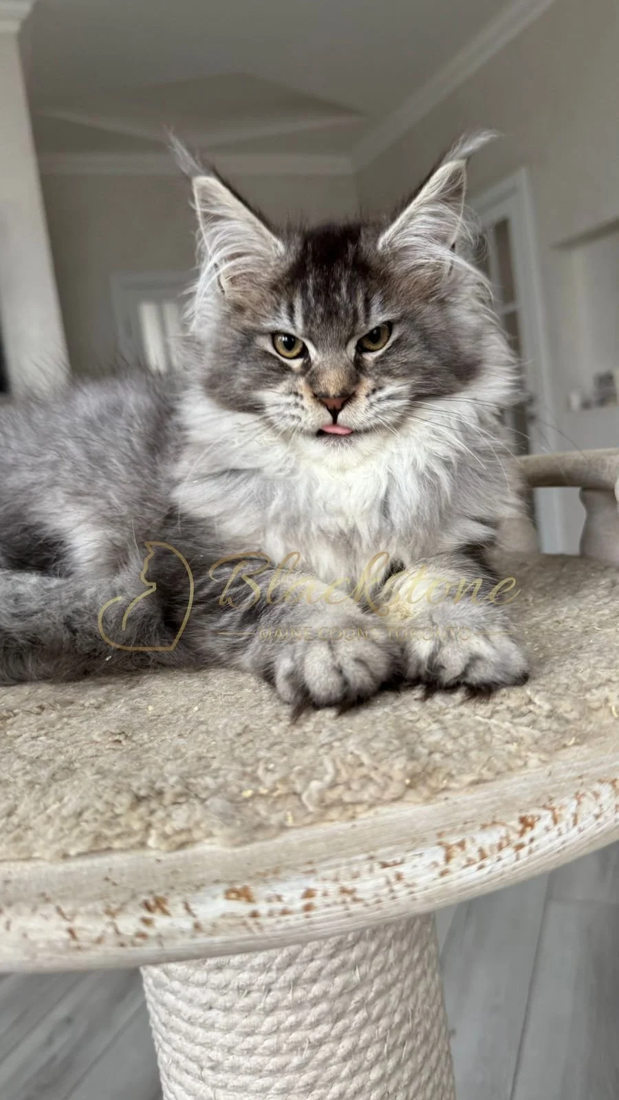 eZy Watermark_08-12-2025_01-58-12-1140PM.JPG