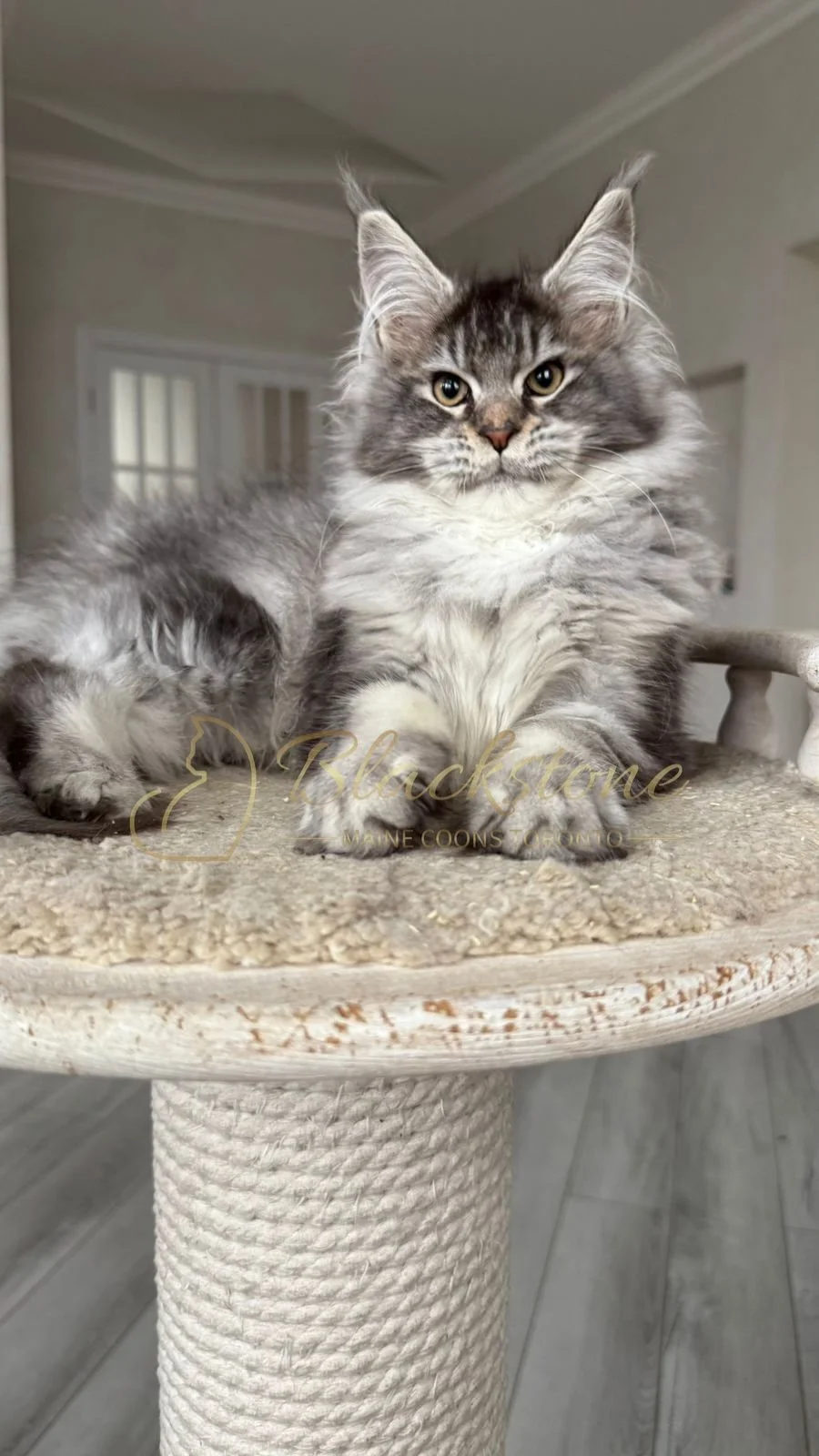 eZy Watermark_08-12-2025_01-58-12-1970PM.JPG