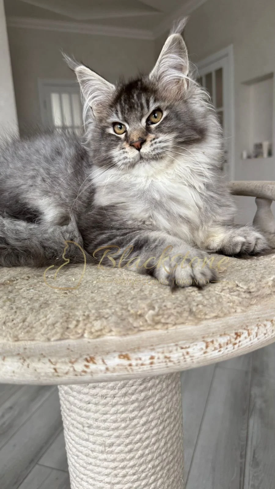 eZy Watermark_08-12-2025_01-58-12-2740PM.JPG