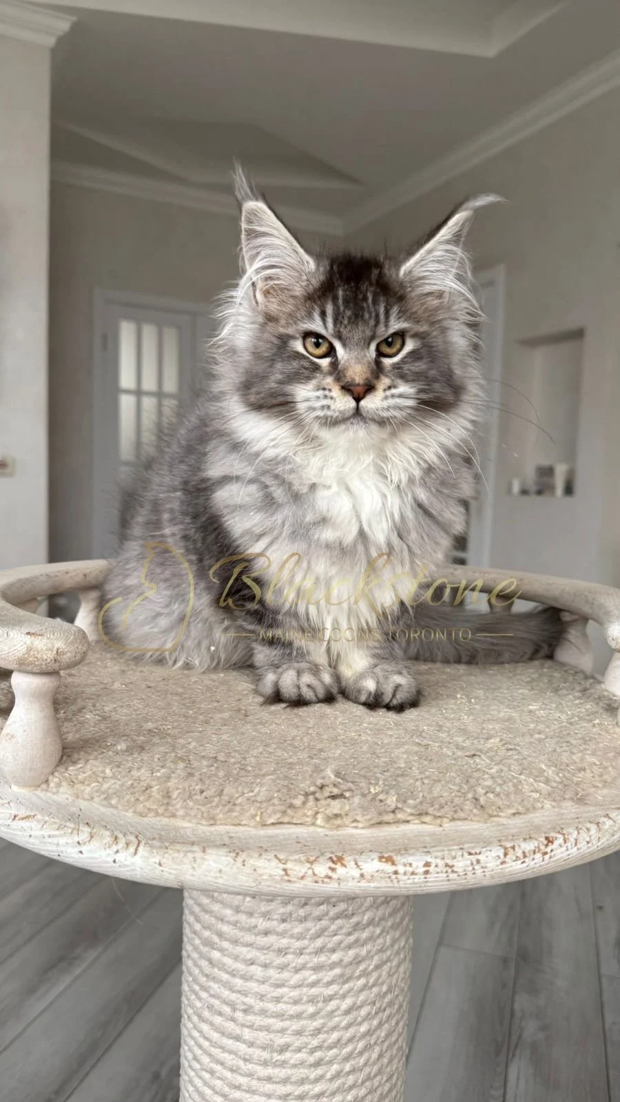 eZy Watermark_08-12-2025_01-58-12-3530PM.JPG