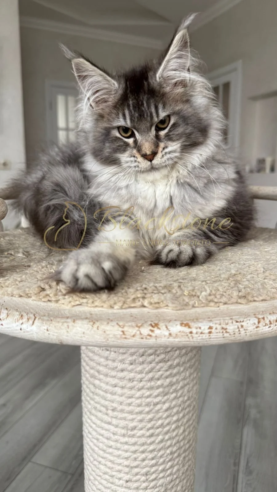 eZy Watermark_08-12-2025_01-58-12-4300PM.JPG