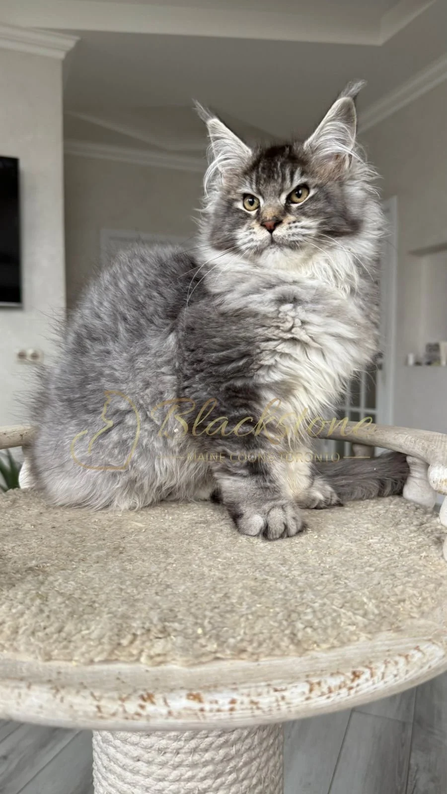 eZy Watermark_08-12-2025_01-58-12-5080PM.JPG