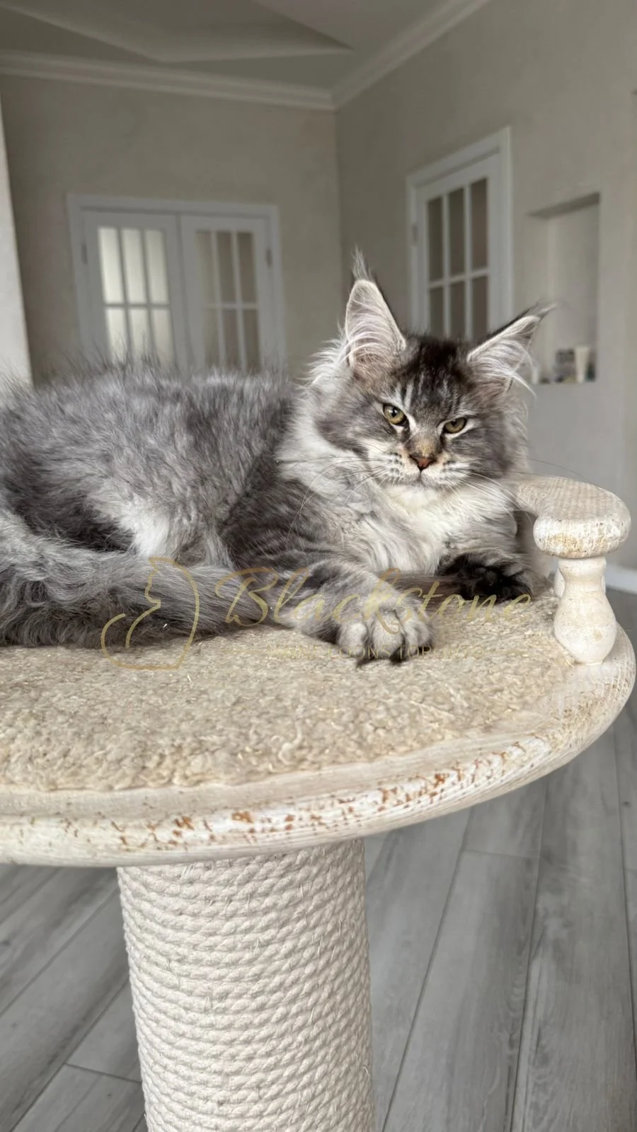 eZy Watermark_08-12-2025_01-58-12-6750PM.JPG