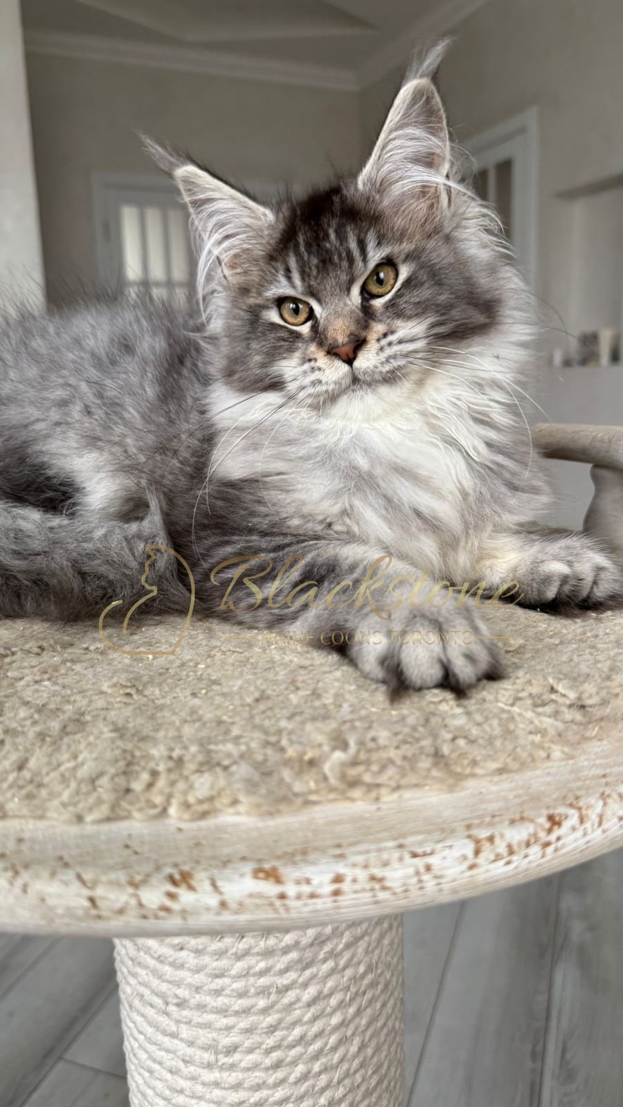 eZy Watermark_08-12-2025_01-58-12-7580PM.JPG