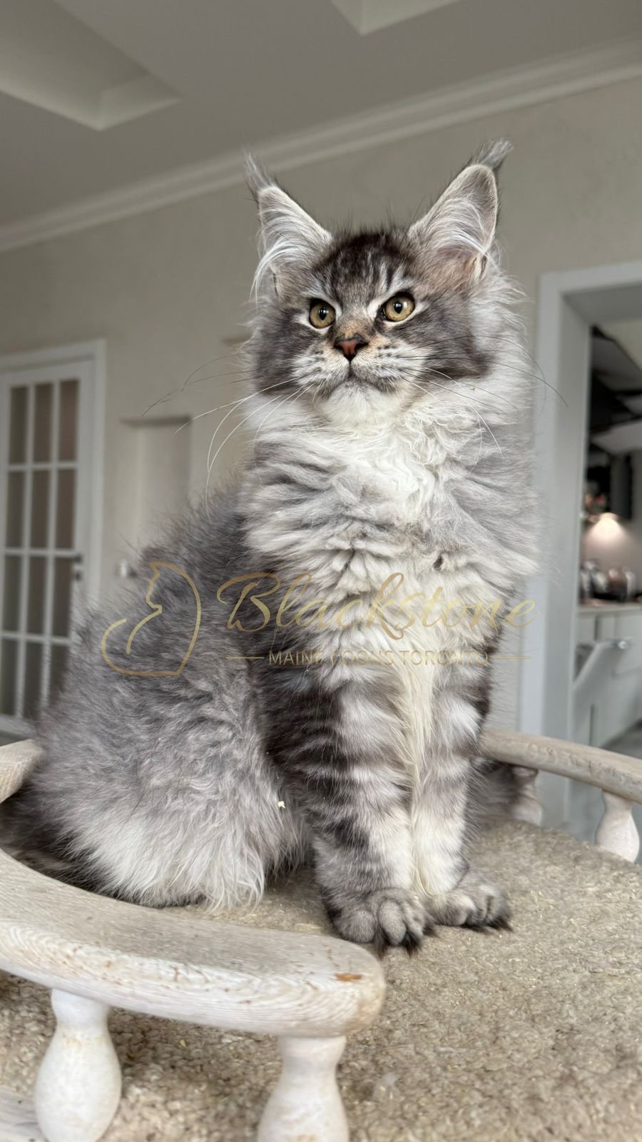 eZy Watermark_08-12-2025_01-58-12-8380PM.JPG