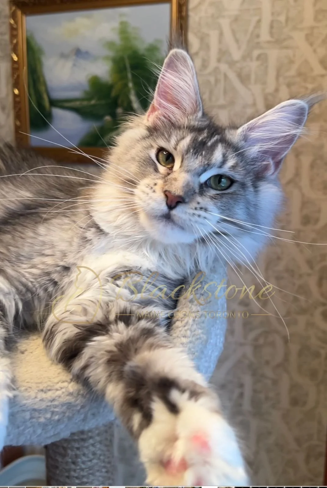 eZy Watermark_08-12-2025_01-58-12-9190PM.JPG