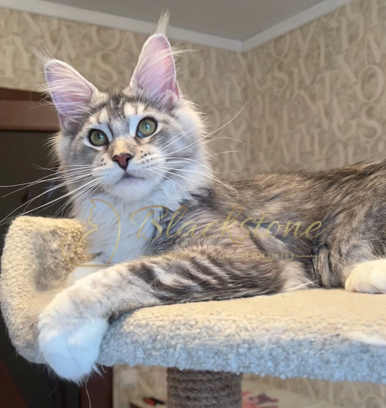 eZy Watermark_08-12-2025_01-58-13-0880PM.JPG