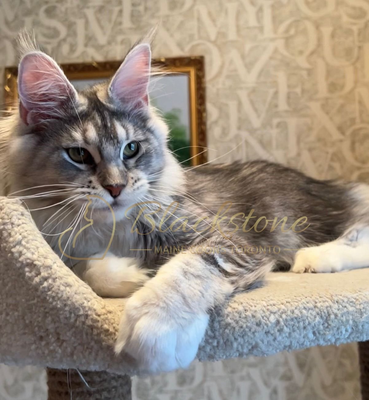 eZy Watermark_08-12-2025_01-58-13-3350PM.JPG